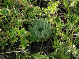 Orostachys spinosa. Растение среди гибридного очитка. Восточный Казахстан, берег Усть-Каменогорского водохранилища. 09.08.2009.