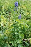 Aconitum nasutum