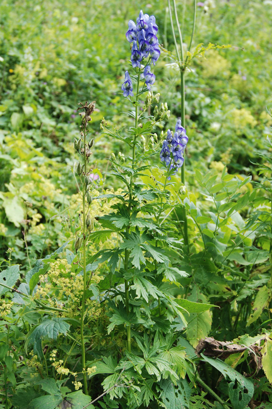 Изображение особи Aconitum nasutum.