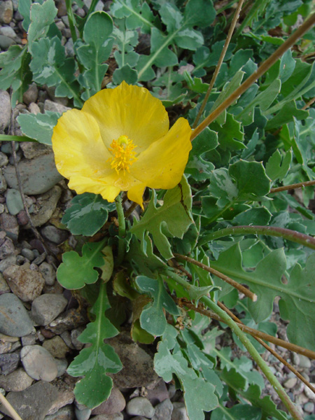 Изображение особи Glaucium squamigerum.