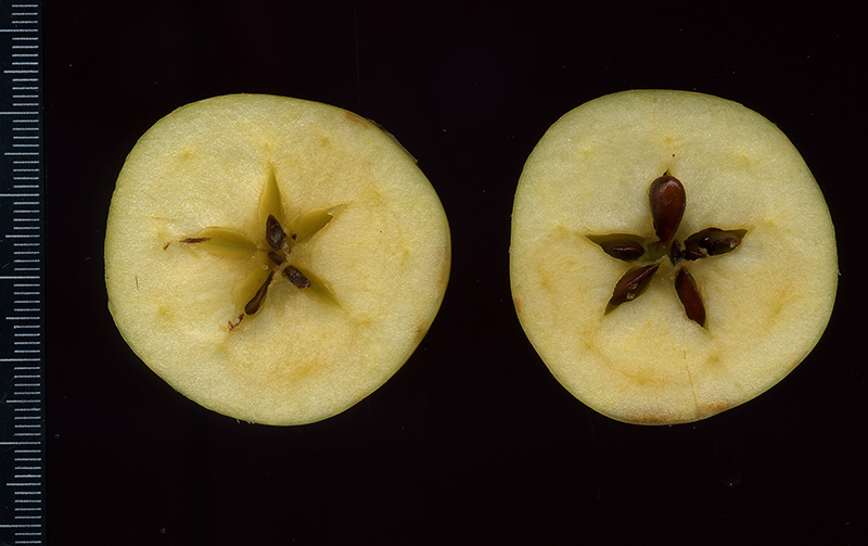Image of Malus sylvestris specimen.