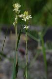 Turritis glabra