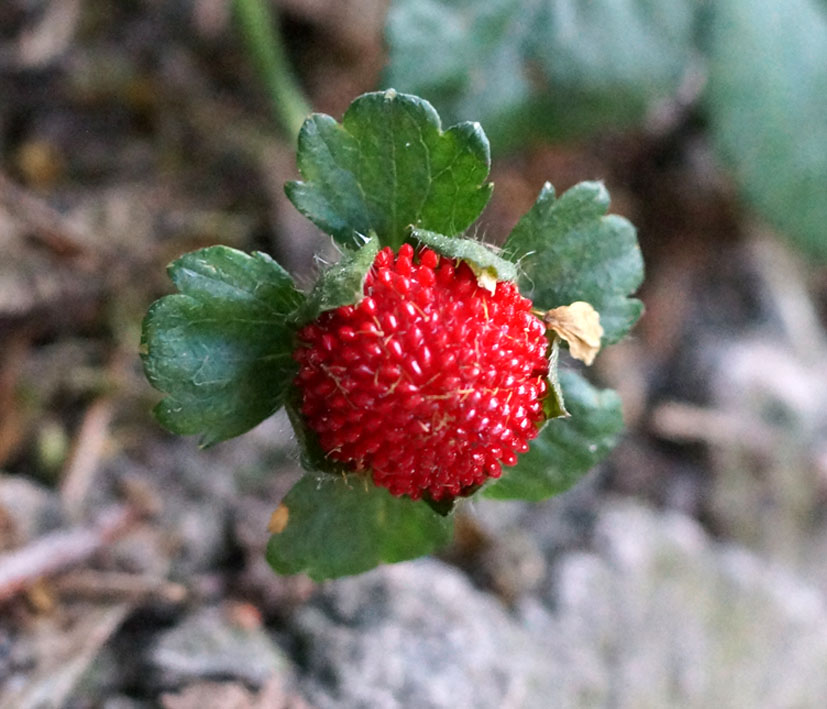 Image of Duchesnea indica specimen.