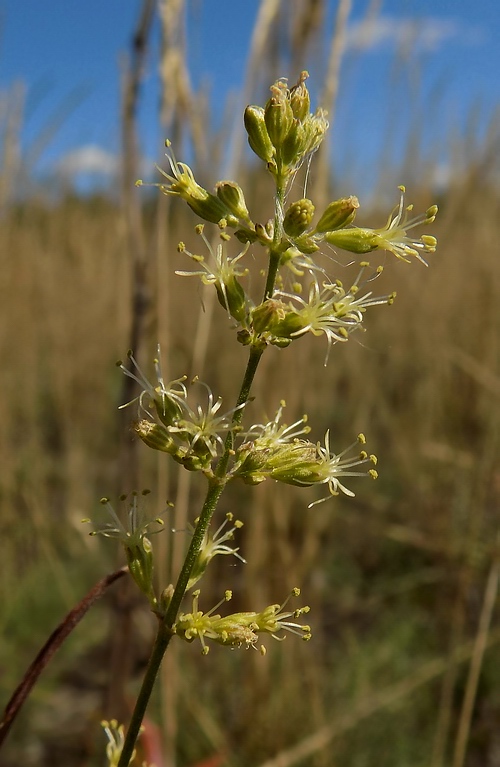 Изображение особи Silene borysthenica.