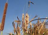 род Typha. Верхушки побегов с соплодиями. Краснодарский край, окр. г. Крымск, берег р. Адагум. 06.09.2014.