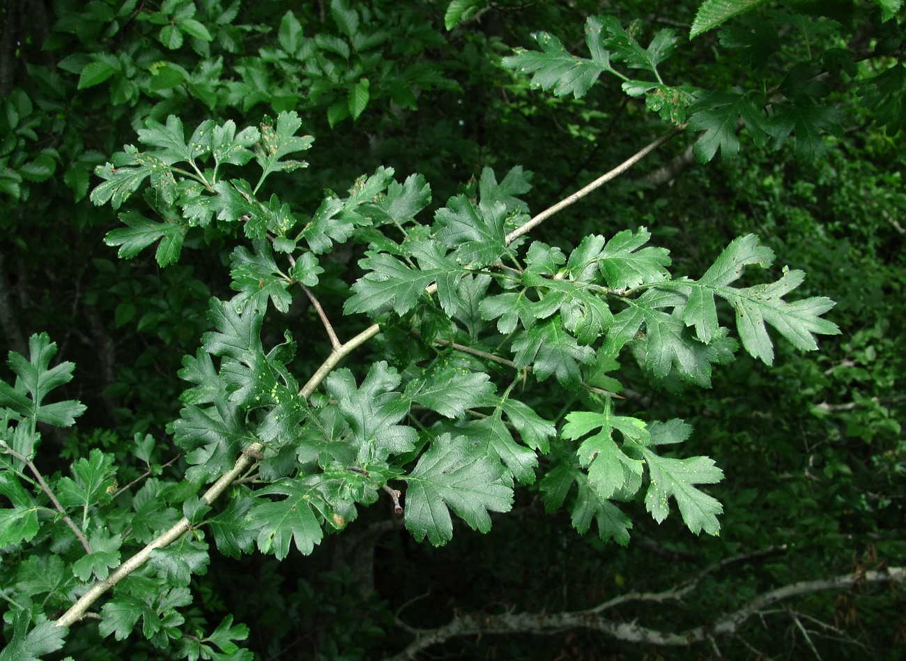 Image of genus Crataegus specimen.