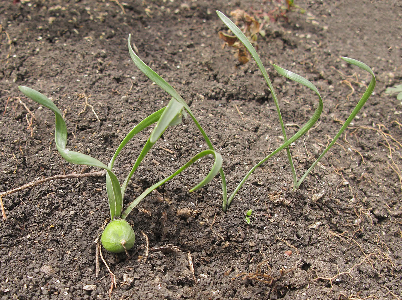 Изображение особи Sternbergia colchiciflora.