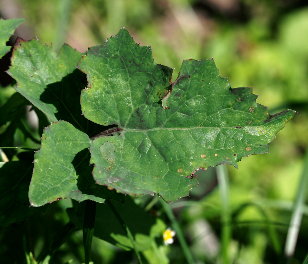 Изображение особи Sonchus oleraceus.