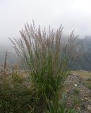 Calamagrostis caucasica