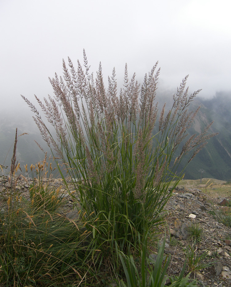 Image of Calamagrostis caucasica specimen.