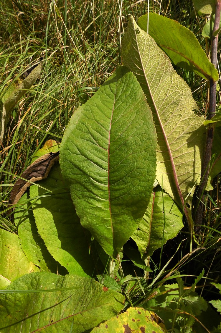 Изображение особи Inula helenium.