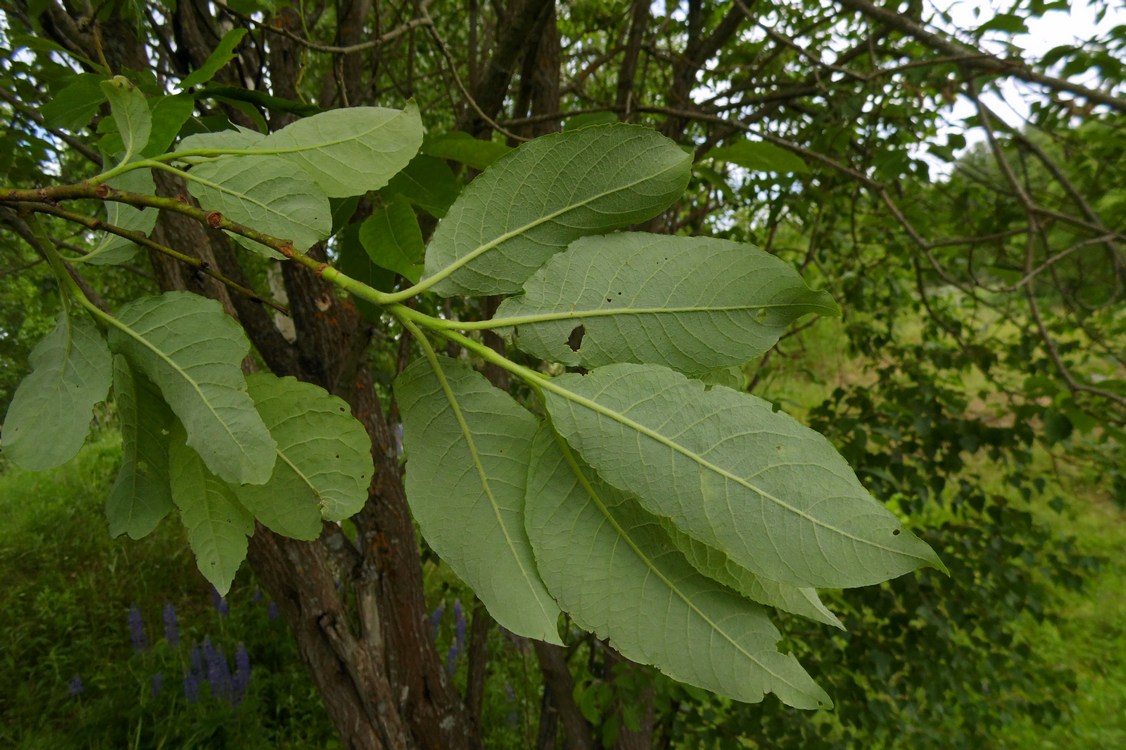 Image of Salix caprea specimen.