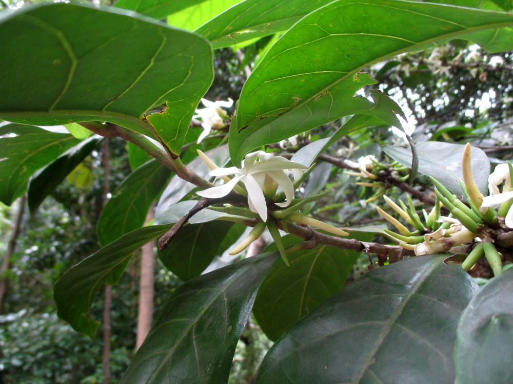 Изображение особи Atractocarpus sessilis.