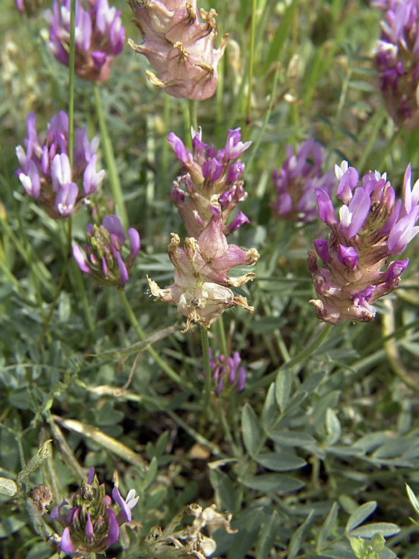 Изображение особи Astragalus pseudonobilis.