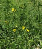 Vigna luteola