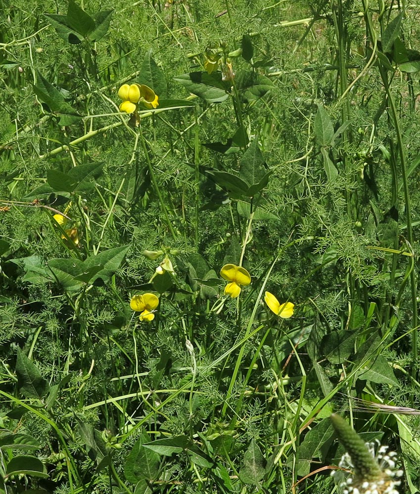 Изображение особи Vigna luteola.