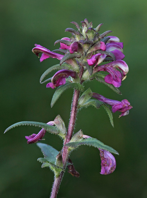 Изображение особи Pedicularis resupinata.