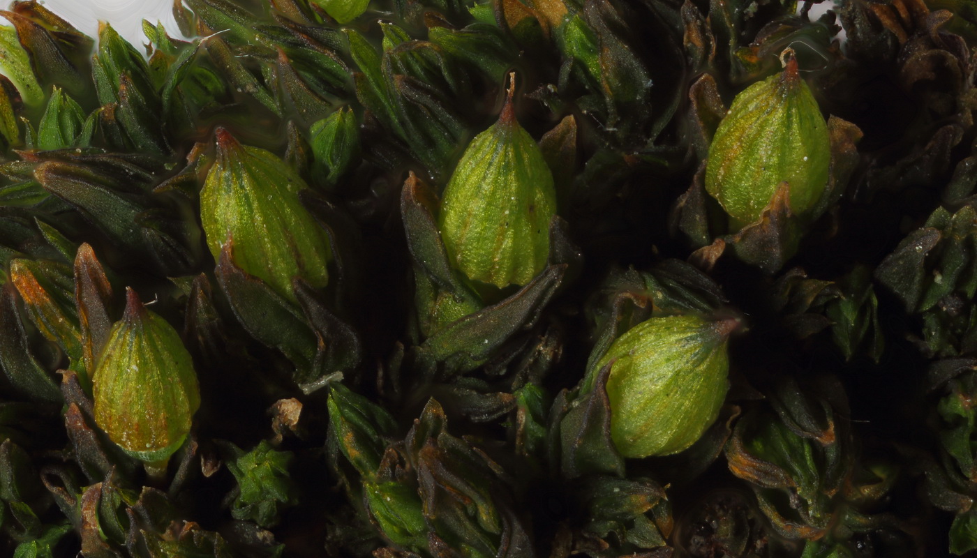 Image of genus Orthotrichum specimen.