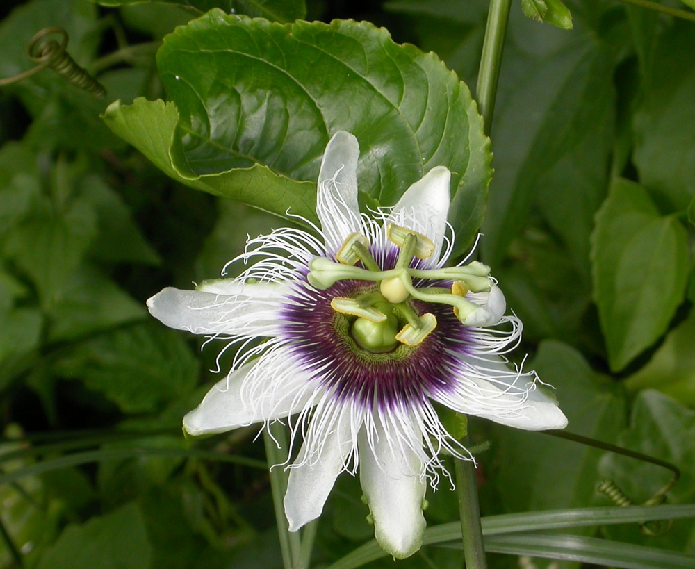 Изображение особи Passiflora edulis.