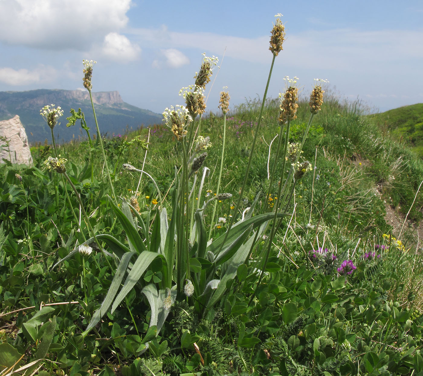 Изображение особи Plantago atrata.