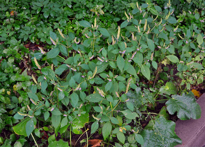 Image of Elsholtzia ciliata specimen.