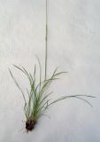 Koeleria macrantha