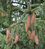 Picea abies