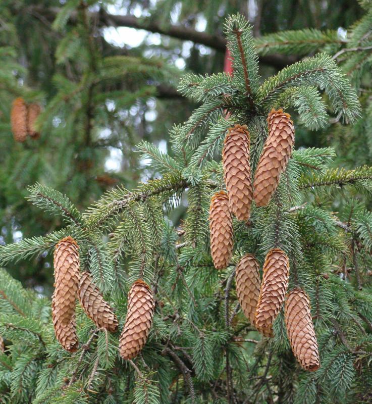 Изображение особи Picea abies.