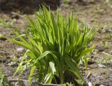 Hemerocallis middendorffii. Вегетирующее растение. Мурманск, МГГУ, в культуре. 27.05.2015.