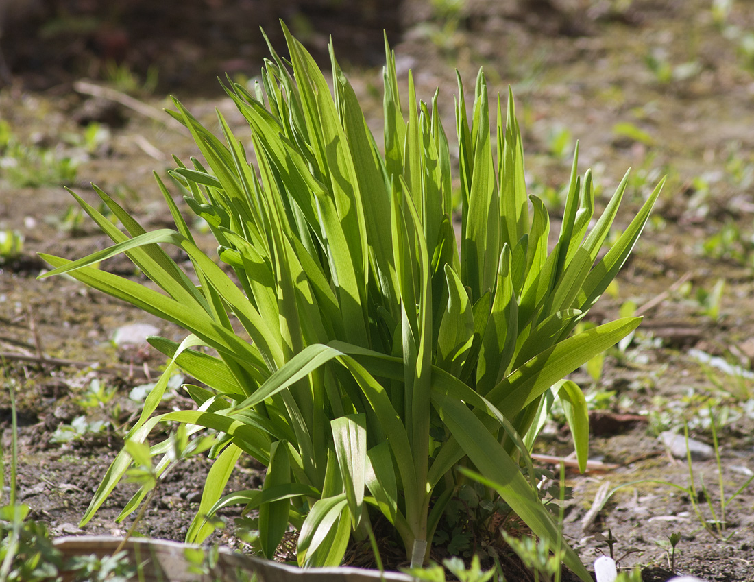 Image of Hemerocallis middendorffii specimen.