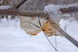 Tilia cordata