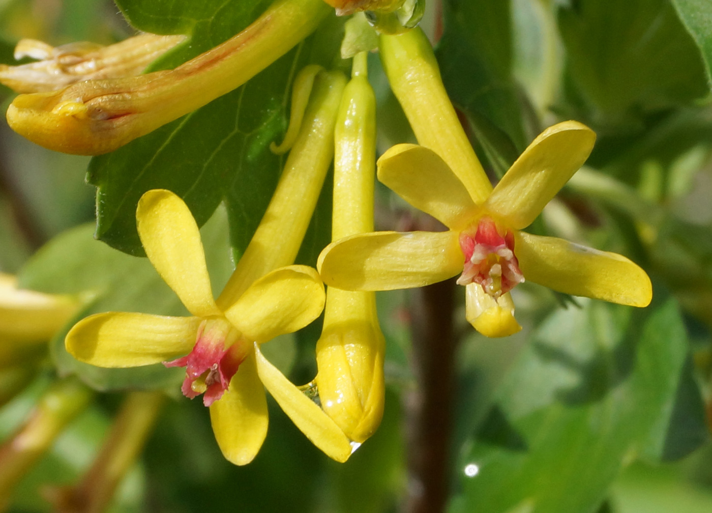 Image of Ribes aureum specimen.