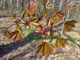 Acer platanoides