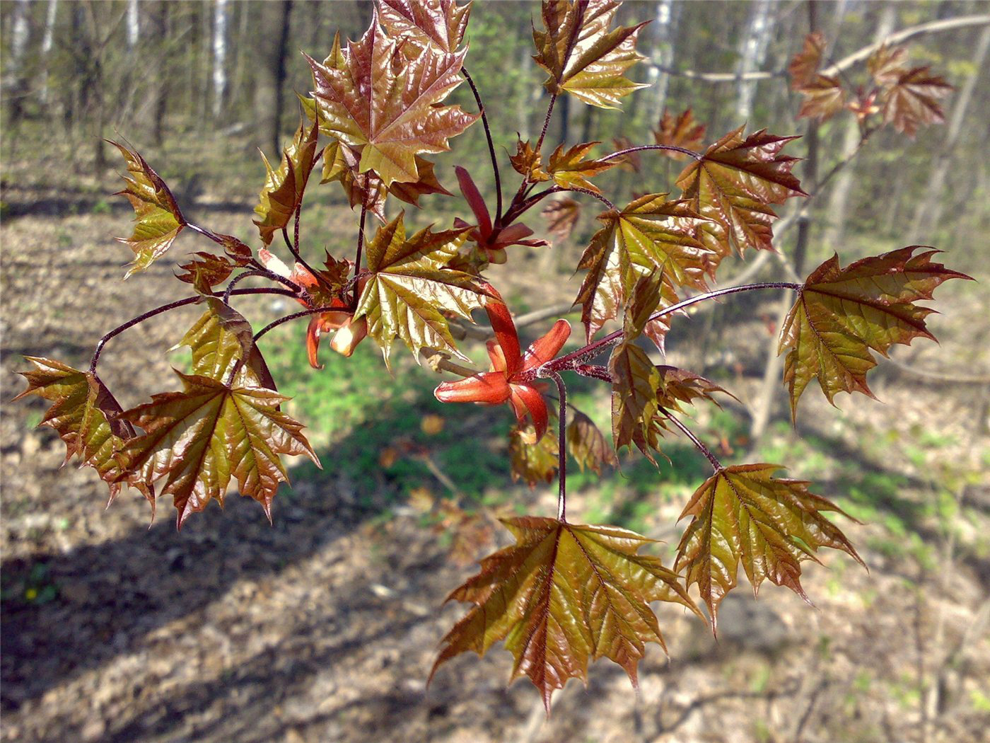 Изображение особи Acer platanoides.