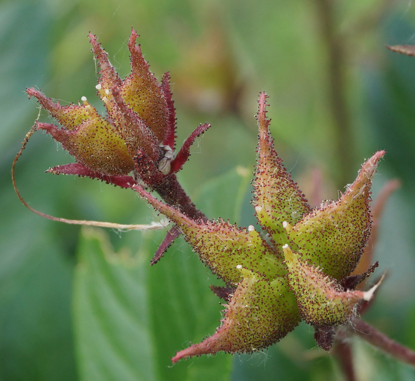 Изображение особи Dictamnus angustifolius.