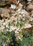 Astragalus tugarinovii. Верхушки побегов с соцветиями. Якутия (Саха), Алданский р-н, правый берег р. Тимптон, 200 км от устья. 05.06.2011.