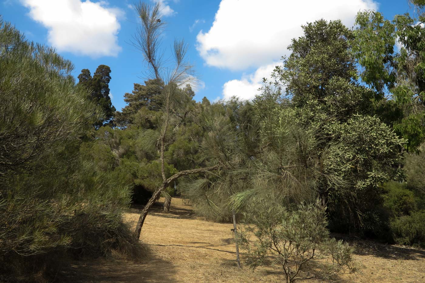 Image of Hakea chordophylla specimen.