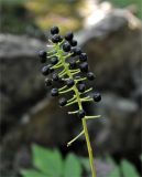 Actaea asiatica. Соплодие. Приморье, Владивосток, мкр-н Седанка, окр. Пионерского водохранилища, широколиственный лес. 06.08.2015.