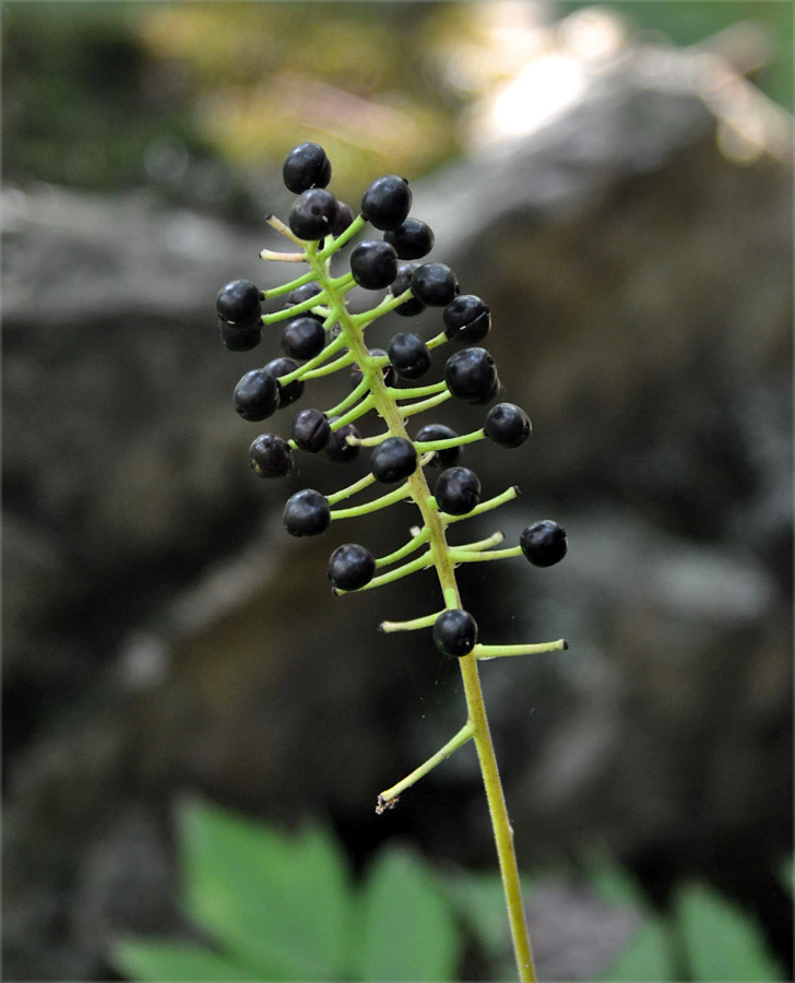 Изображение особи Actaea asiatica.