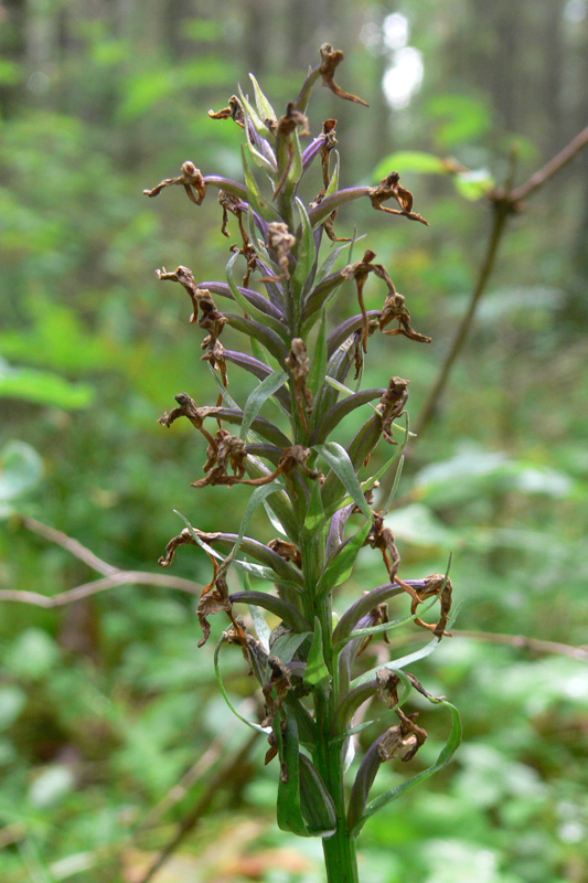 Изображение особи Dactylorhiza fuchsii.