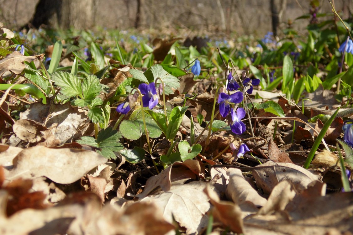 Image of Viola suavis specimen.