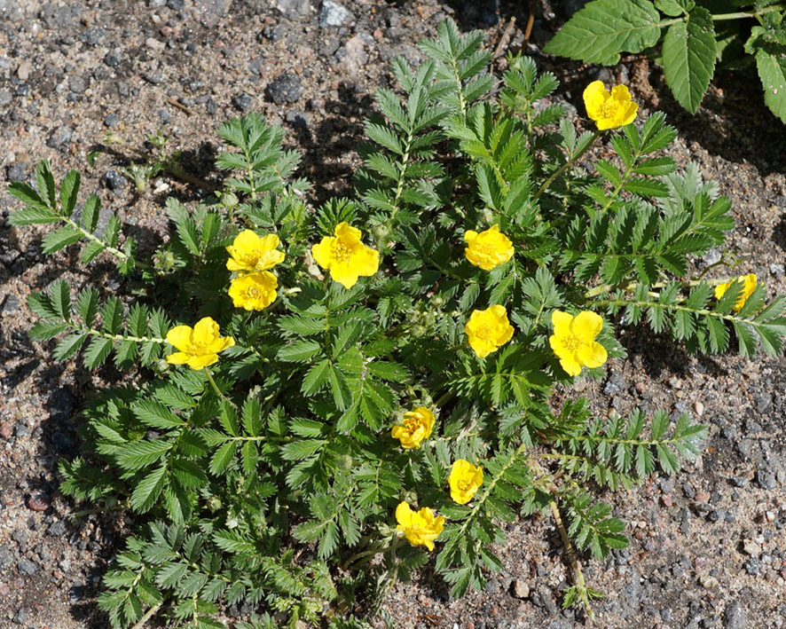Image of Potentilla anserina specimen.