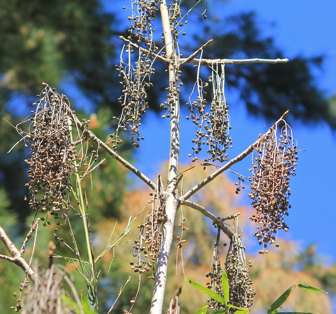 Image of Toxicodendron vernicifluum specimen.