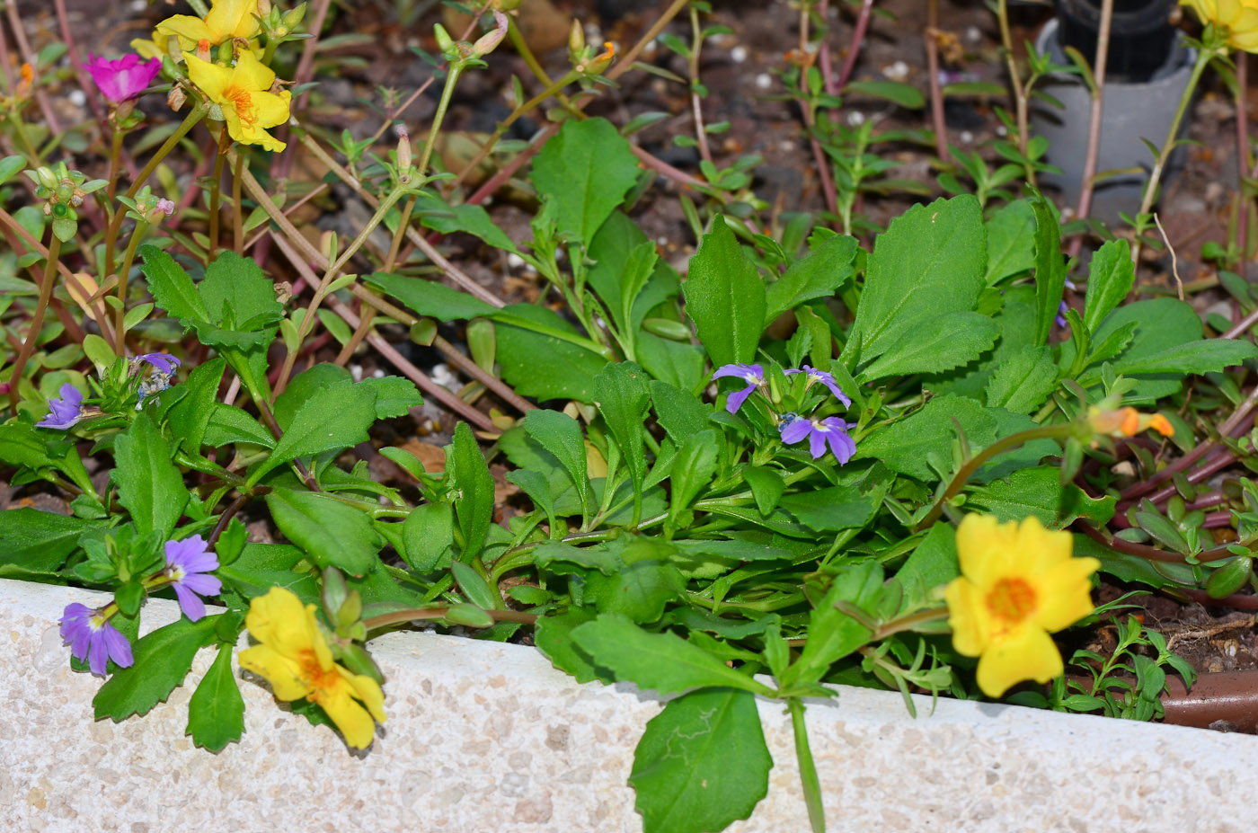 Изображение особи Scaevola humilis.