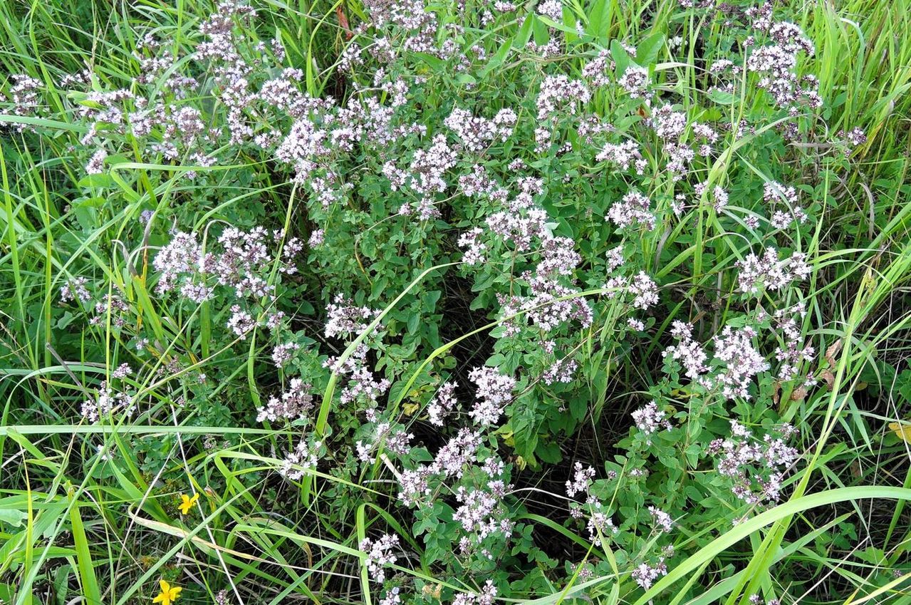 Image of Origanum vulgare specimen.