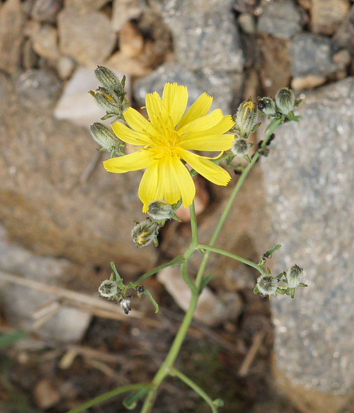 Изображение особи Youngia tenuifolia.