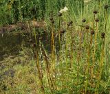 Trollius altaicus