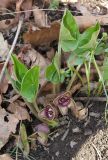 Asarum sieboldii