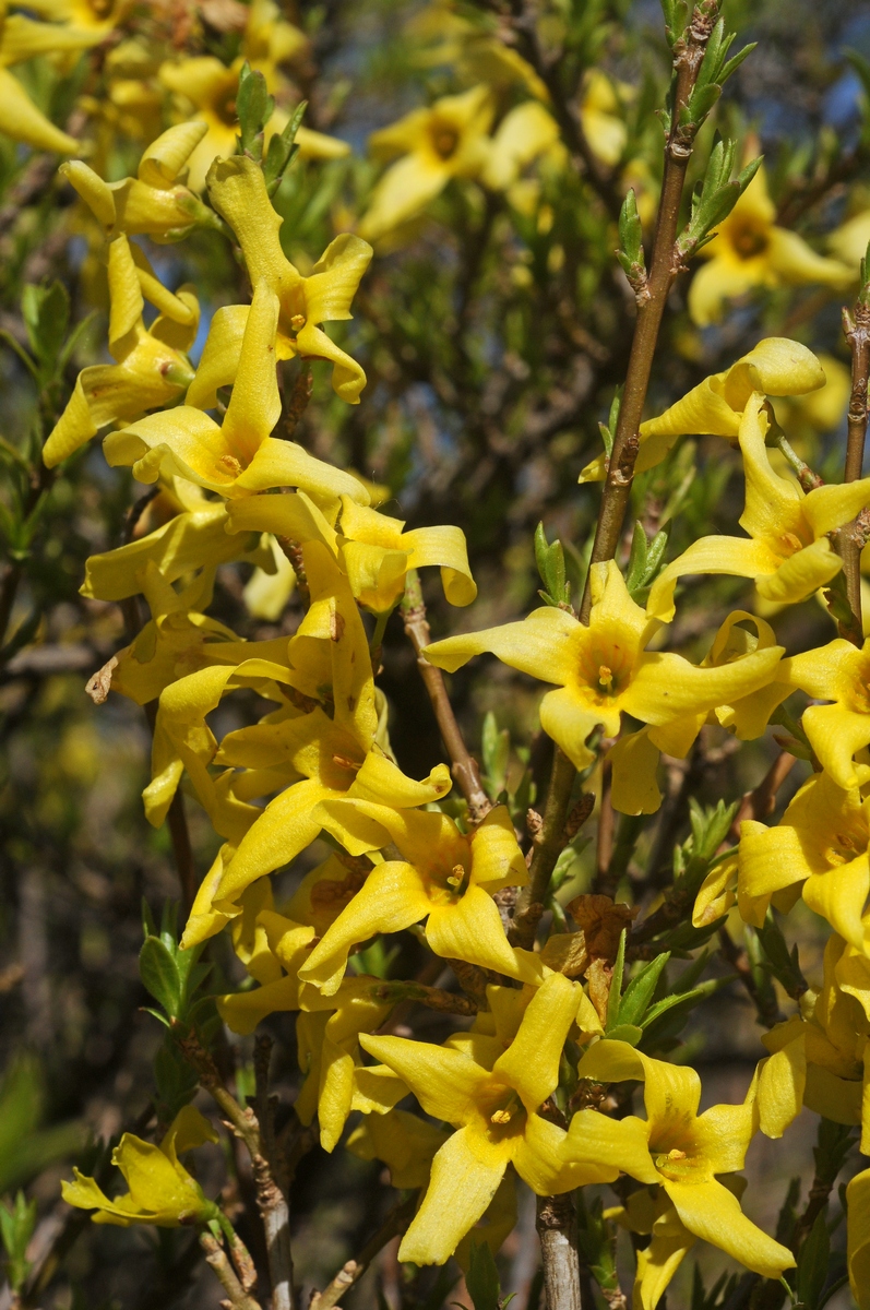 Изображение особи Forsythia viridissima.