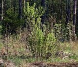 Caragana arborescens